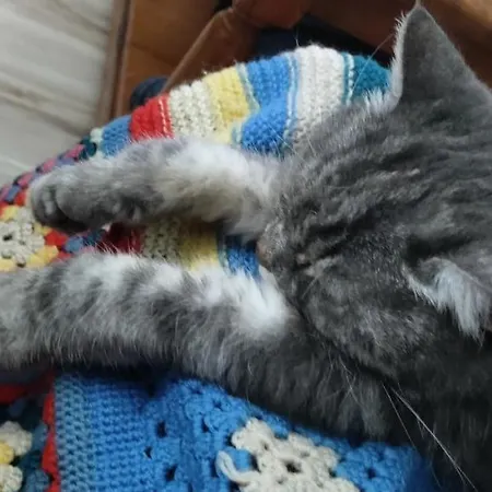 Проживание в семье Homestay Naxxar